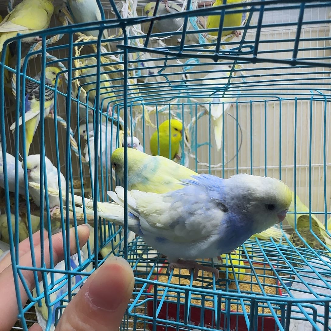 虎皮鹦鹉金彩两只