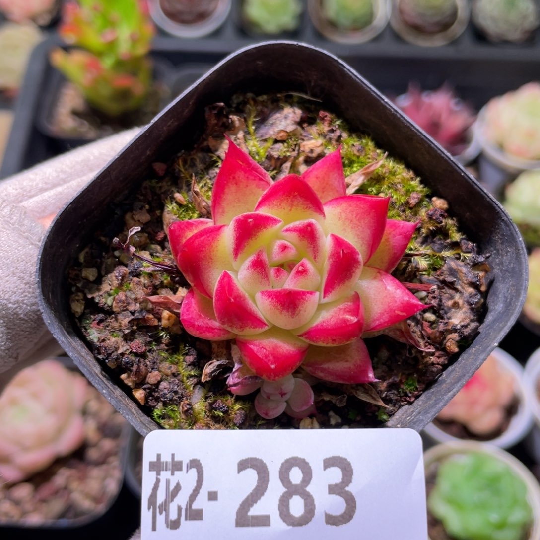 花利美2-283梦幻女王