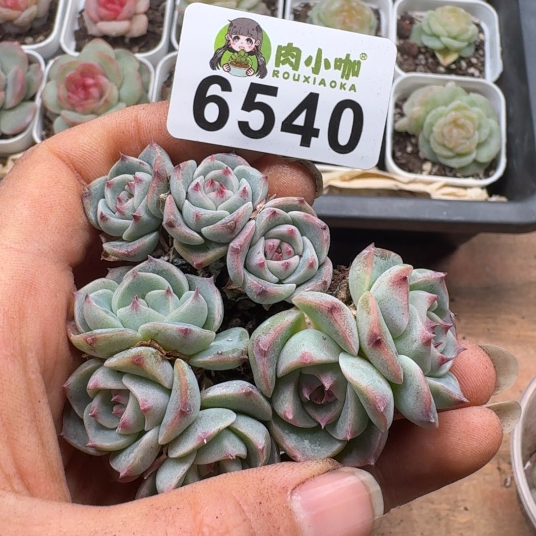 日****多肉植物多肉植物