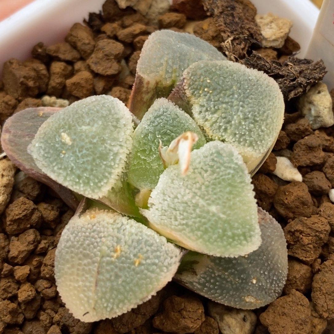 307冰钻磨面多肉植物