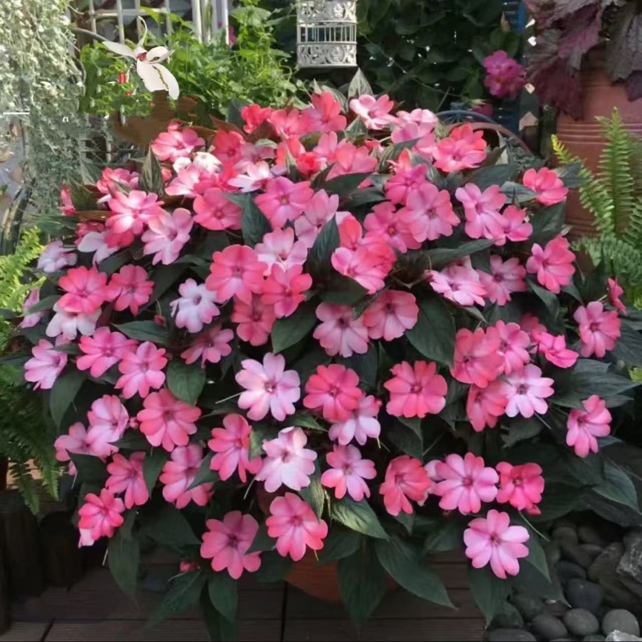 超级凤仙花桑蓓斯盆栽庭院花园阳台趣味观赏耐热耐雨淋