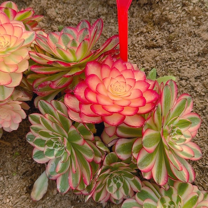 5-12倾城多肉法师