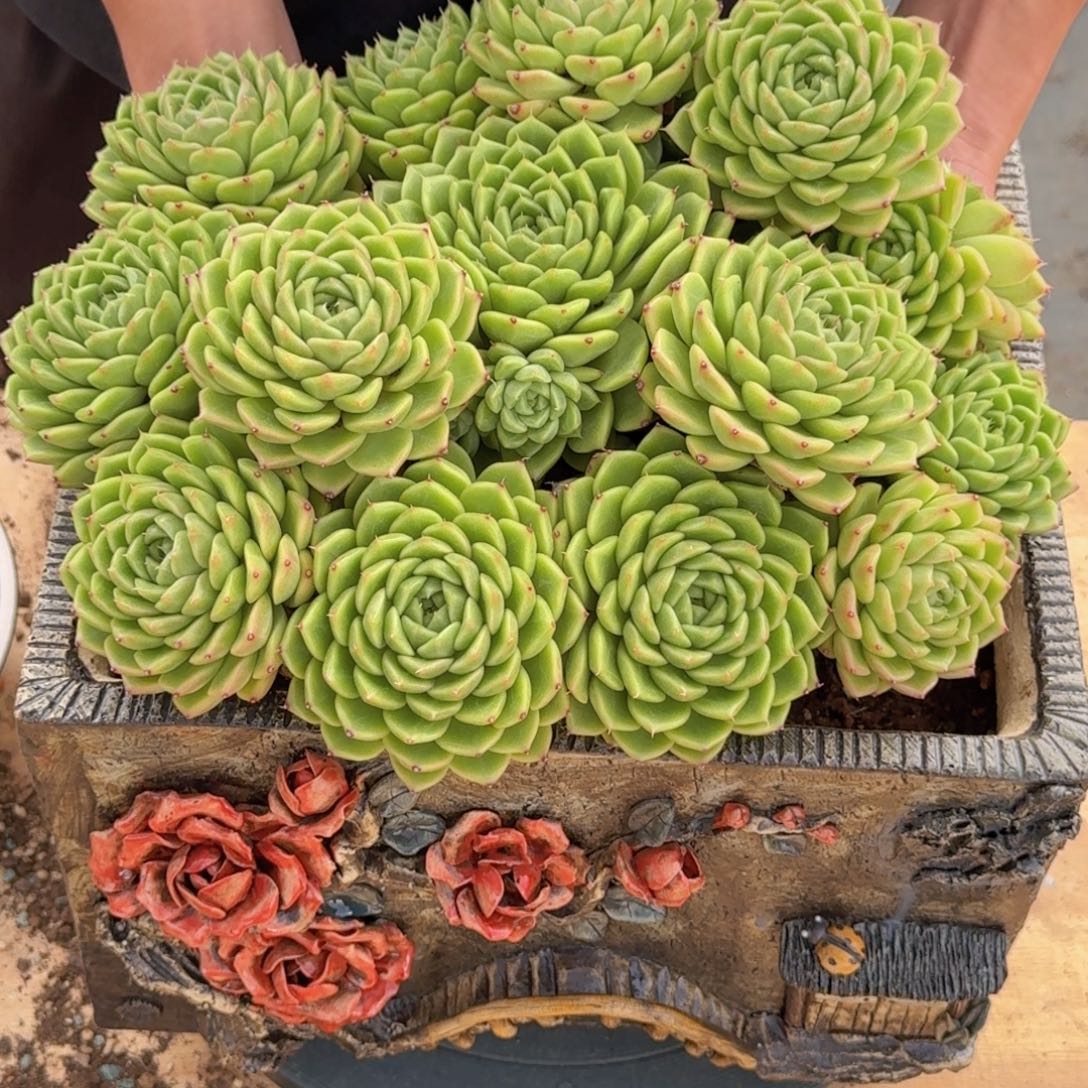 郑***潢杂交精品老桩多肉