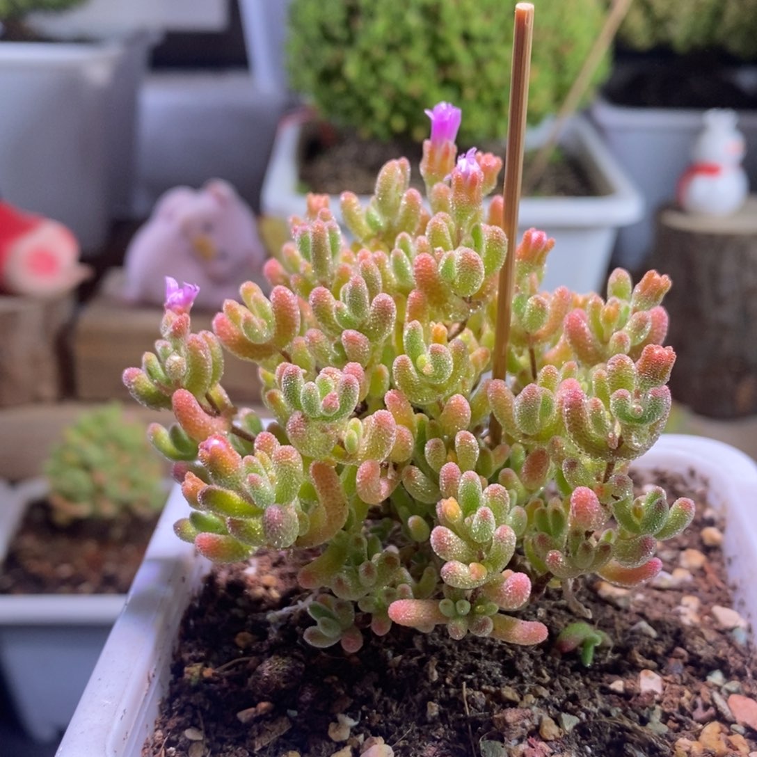 冰橙带盆土发货一物一拍