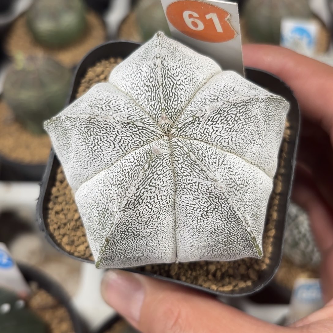 61实生日系矮脚恩冢鸾凤玉带盆