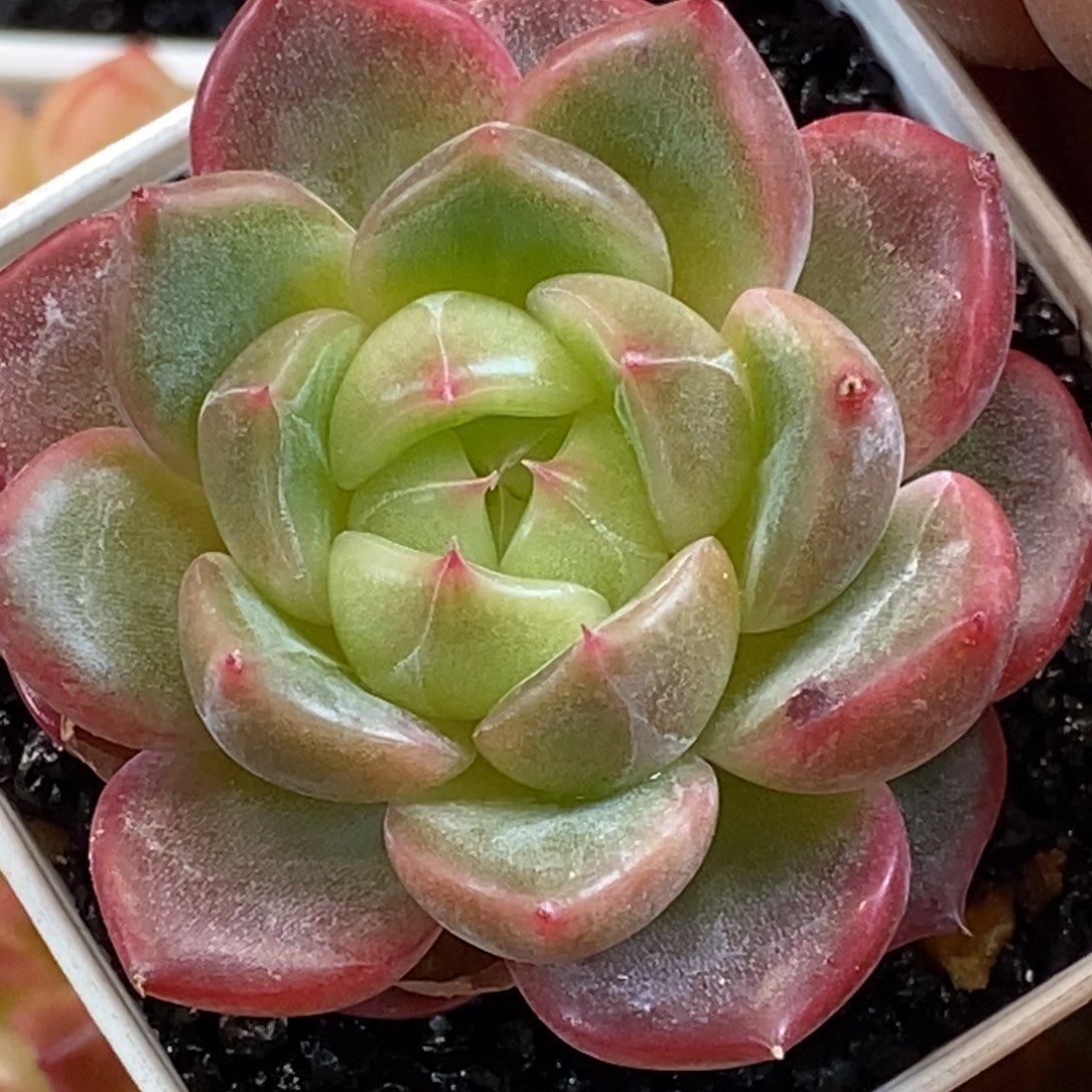 天官赐福百无禁忌