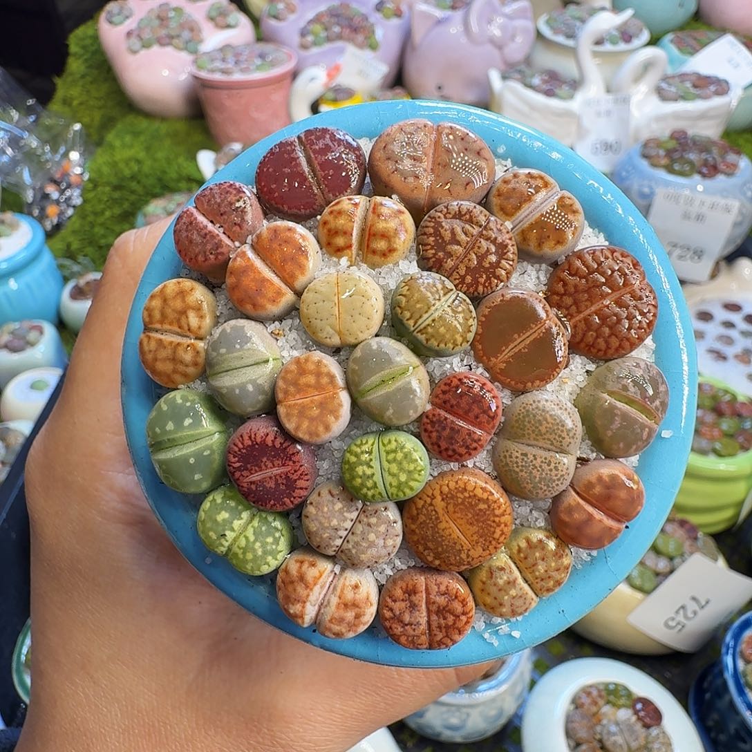 多肉植物的生长发育729