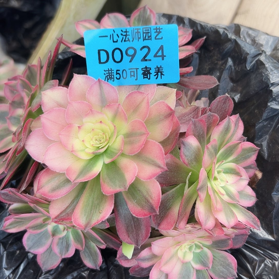 多肉植物多肉植物924