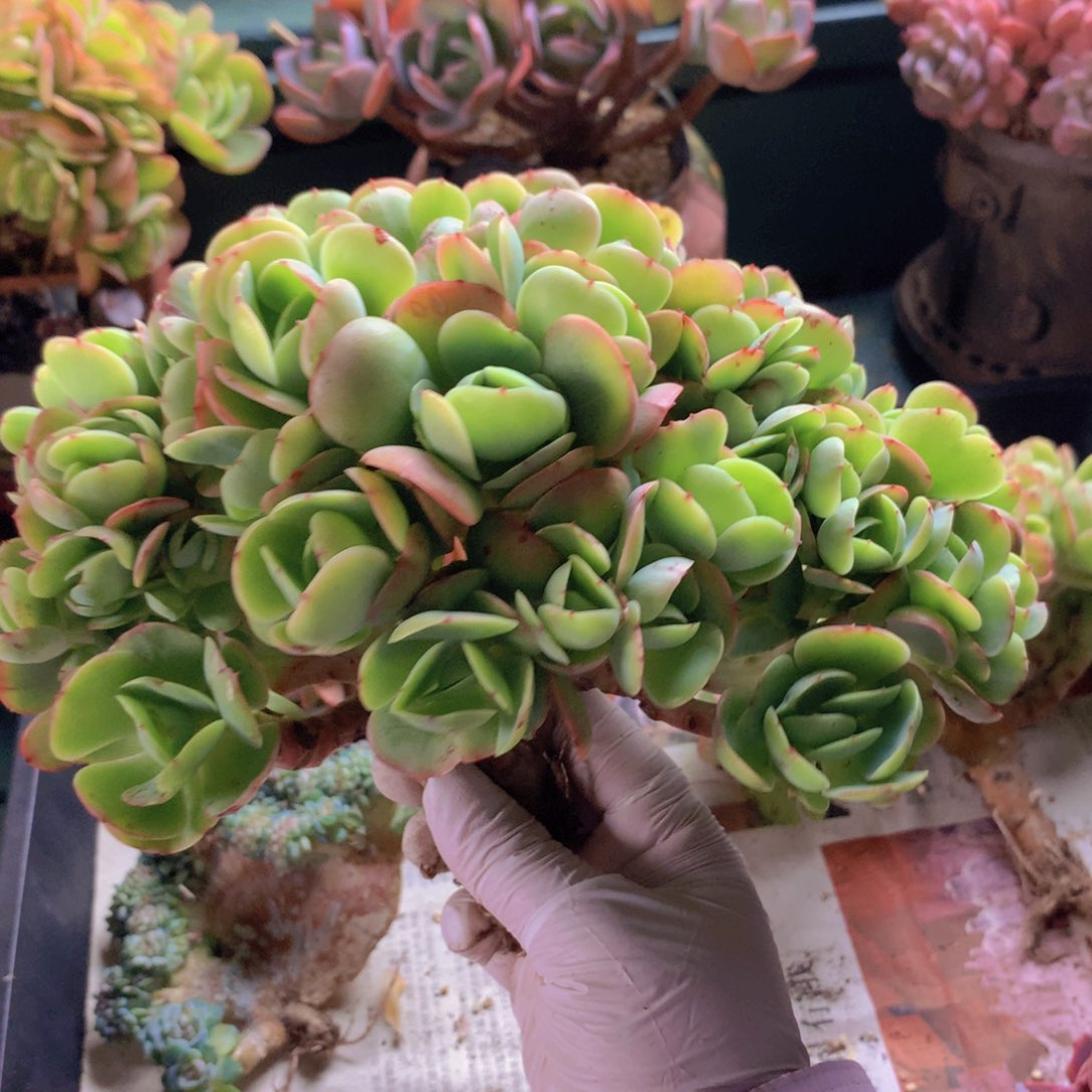 碧桃朵朵无砍自然群
