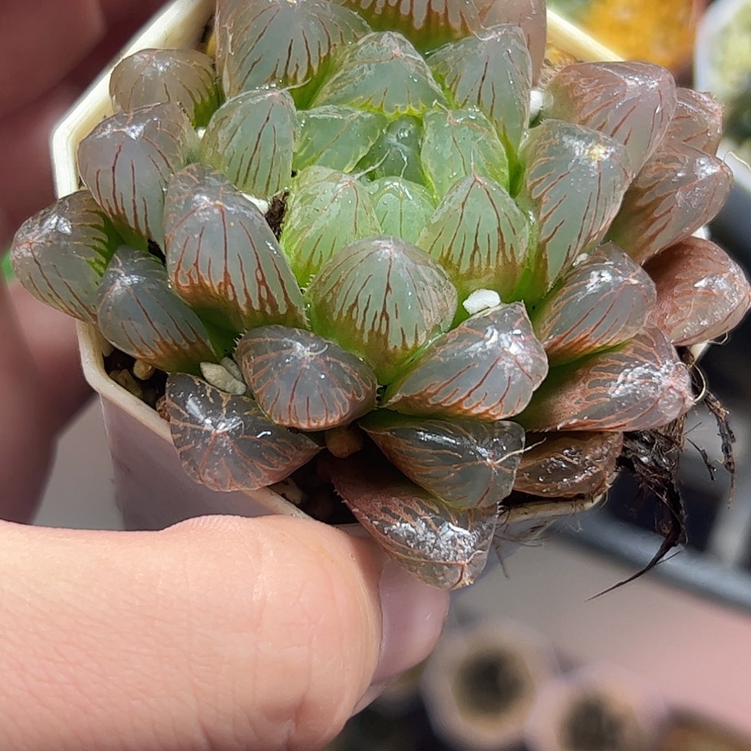 红红火火恍恍惚惚