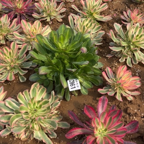 961女巫中班不包断枝