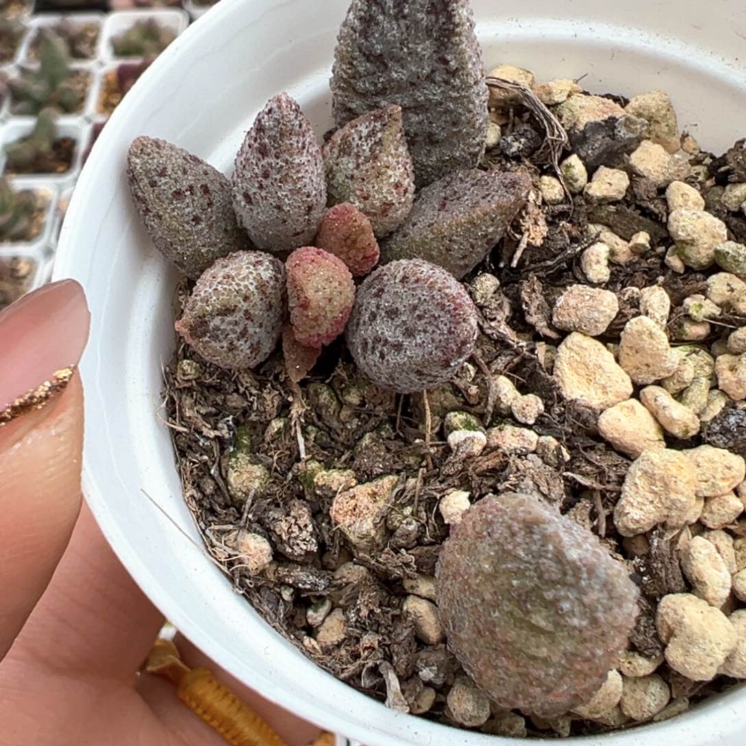 暖*蛇皮多肉植物水泡