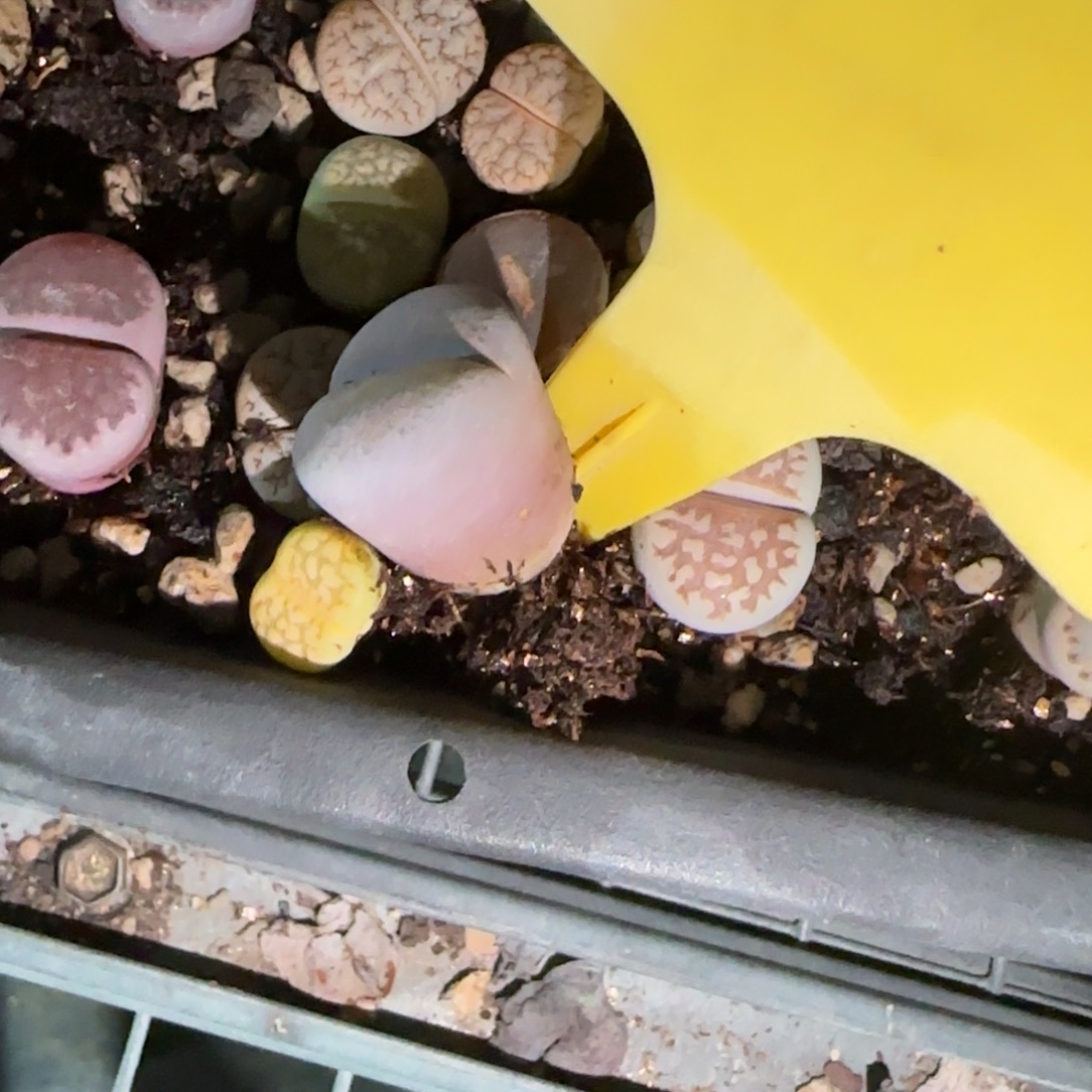 虾***仔哇塞哇塞哇塞，多肉植物