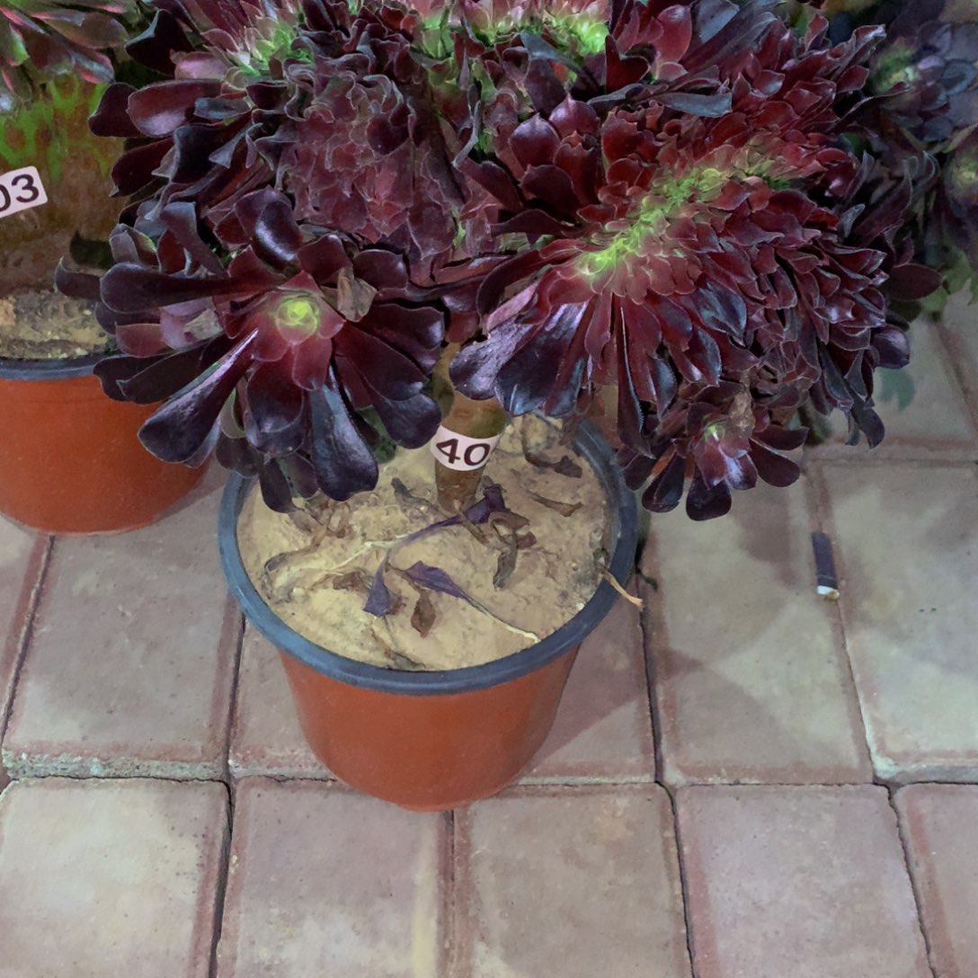 阿***海无花朵4040000000