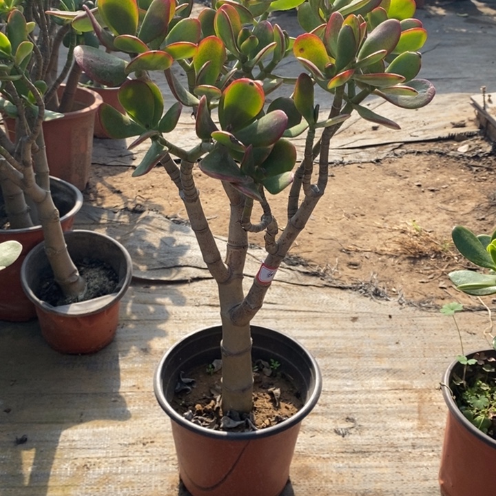 妙***奇黄金花月一物一拍