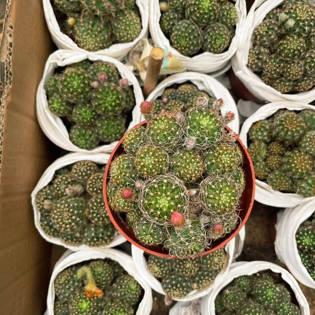 多头丽花仙人掌开花仙人球群生盆栽开花好养植物防辐射阳台绿植