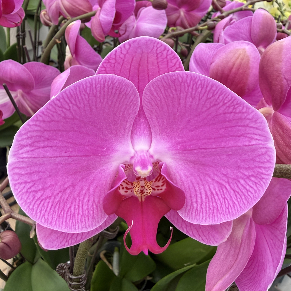 蝴蝶兰【粉蜜桃】粉色系室内鲜花绿植 好养耐养 