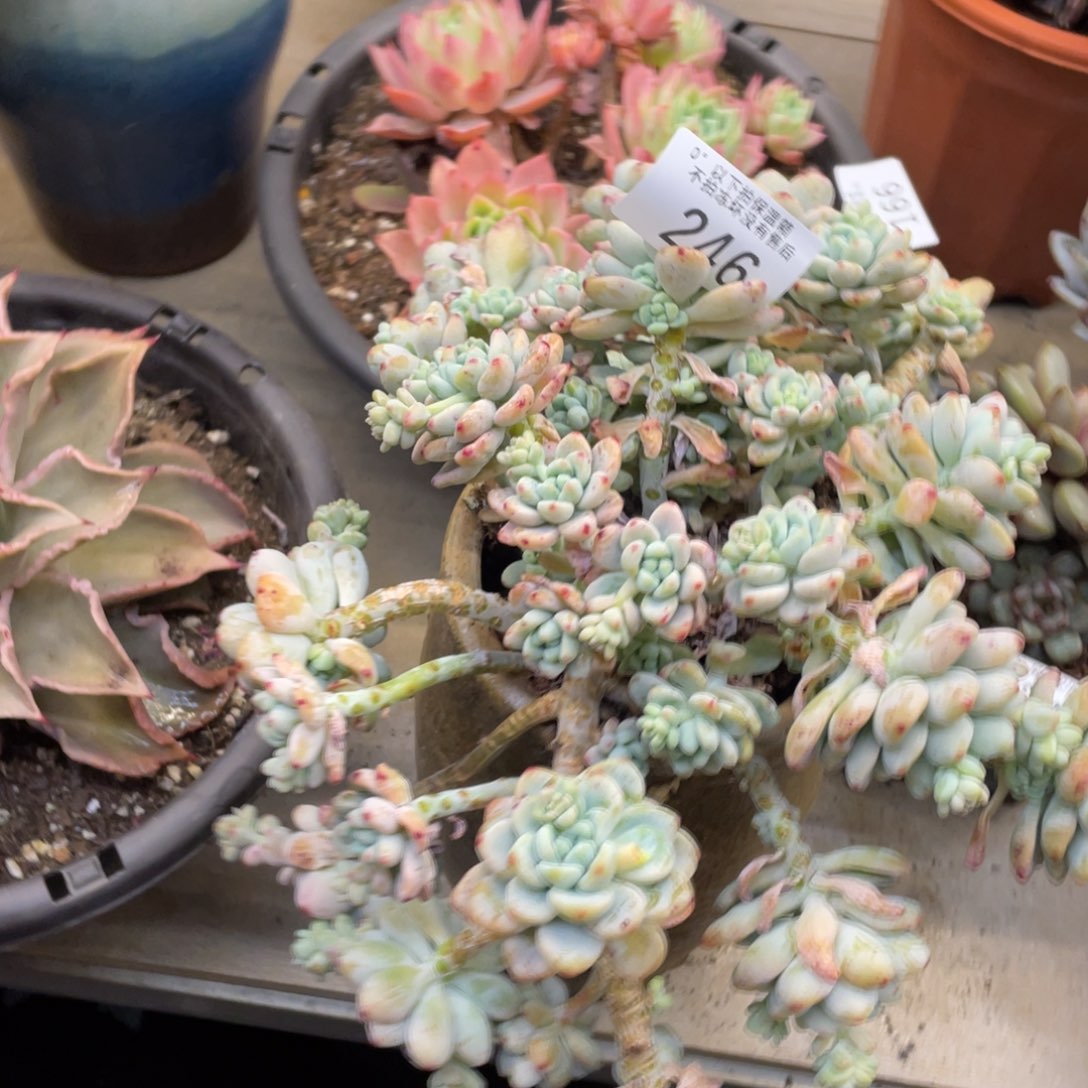 黑大帅多肉246劳尔