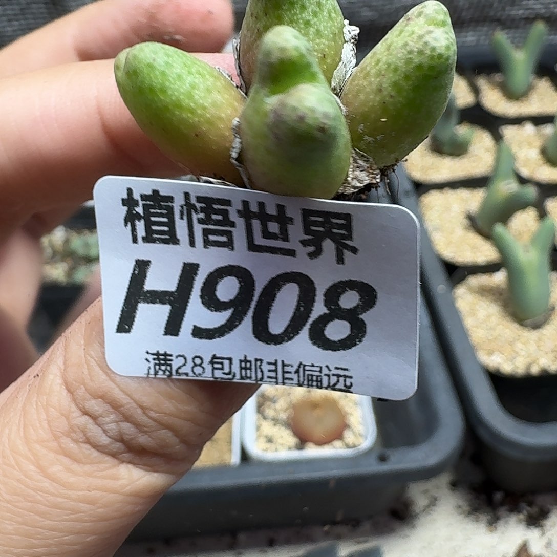 多肉植物的润泽ghnn