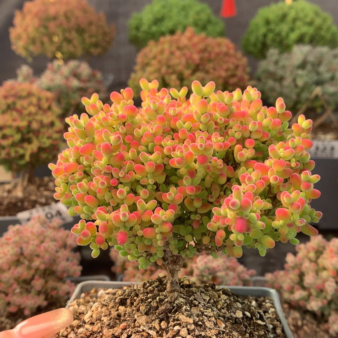 c336蜜橘枝干番杏