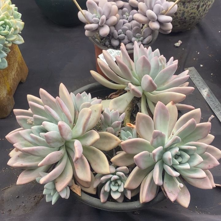 夏悦多肉0118-29奥普