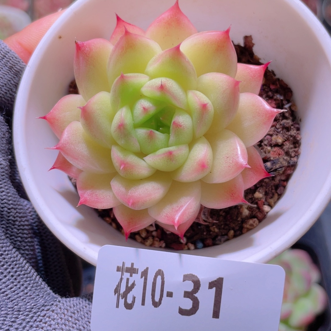 花利美 10-31麦秆微瑕