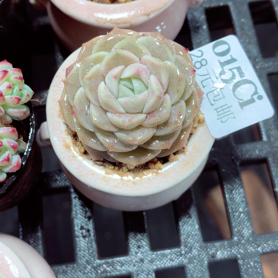 5厘米盆精控多肉015