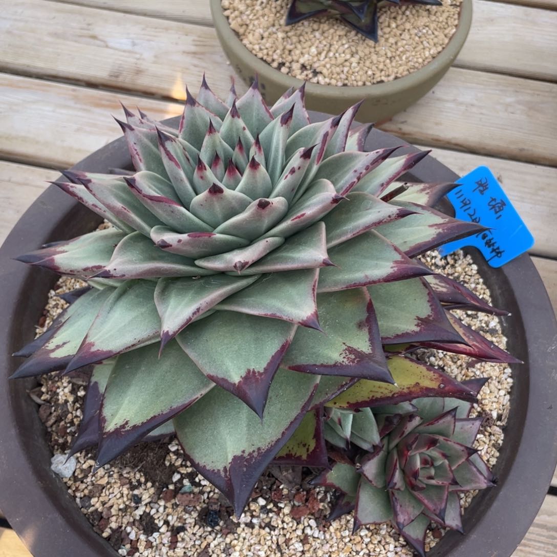 胜*胜塬 老货原始种