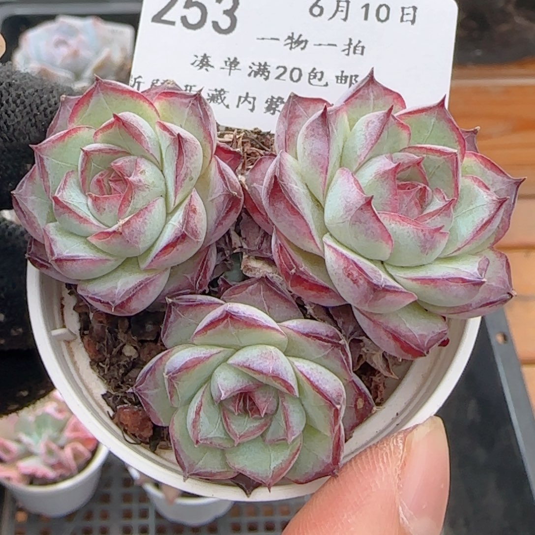 0610-253女王玫瑰