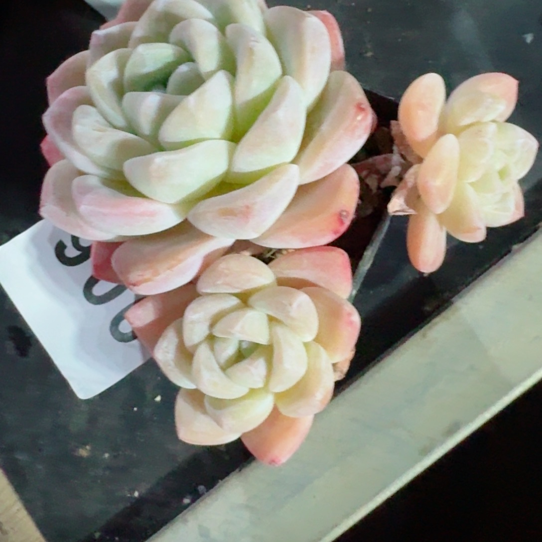 冰玉      多肉植物开播福利捡漏