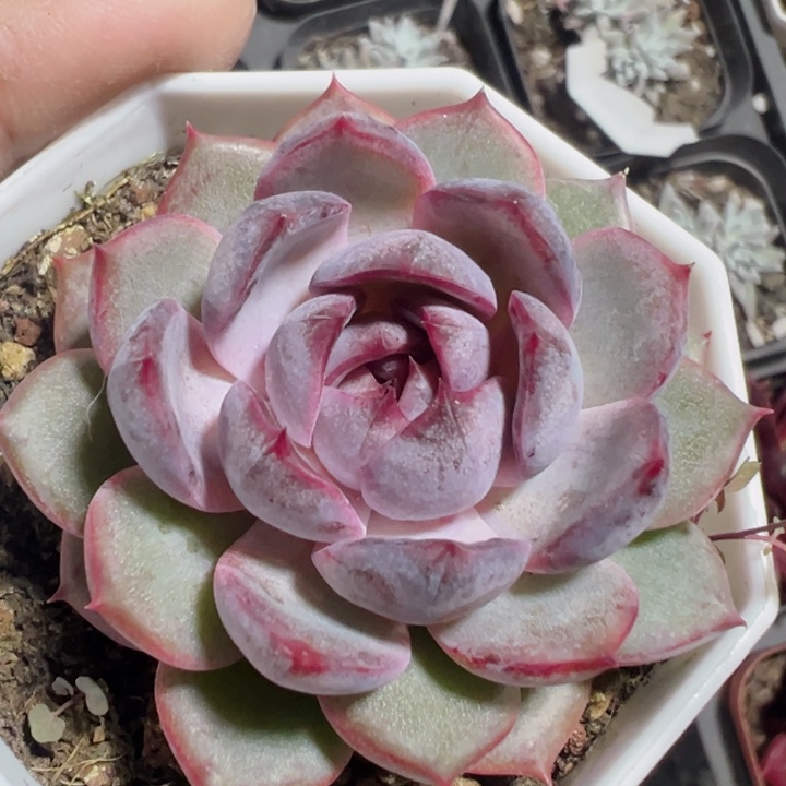 蓝莓精品多肉植物