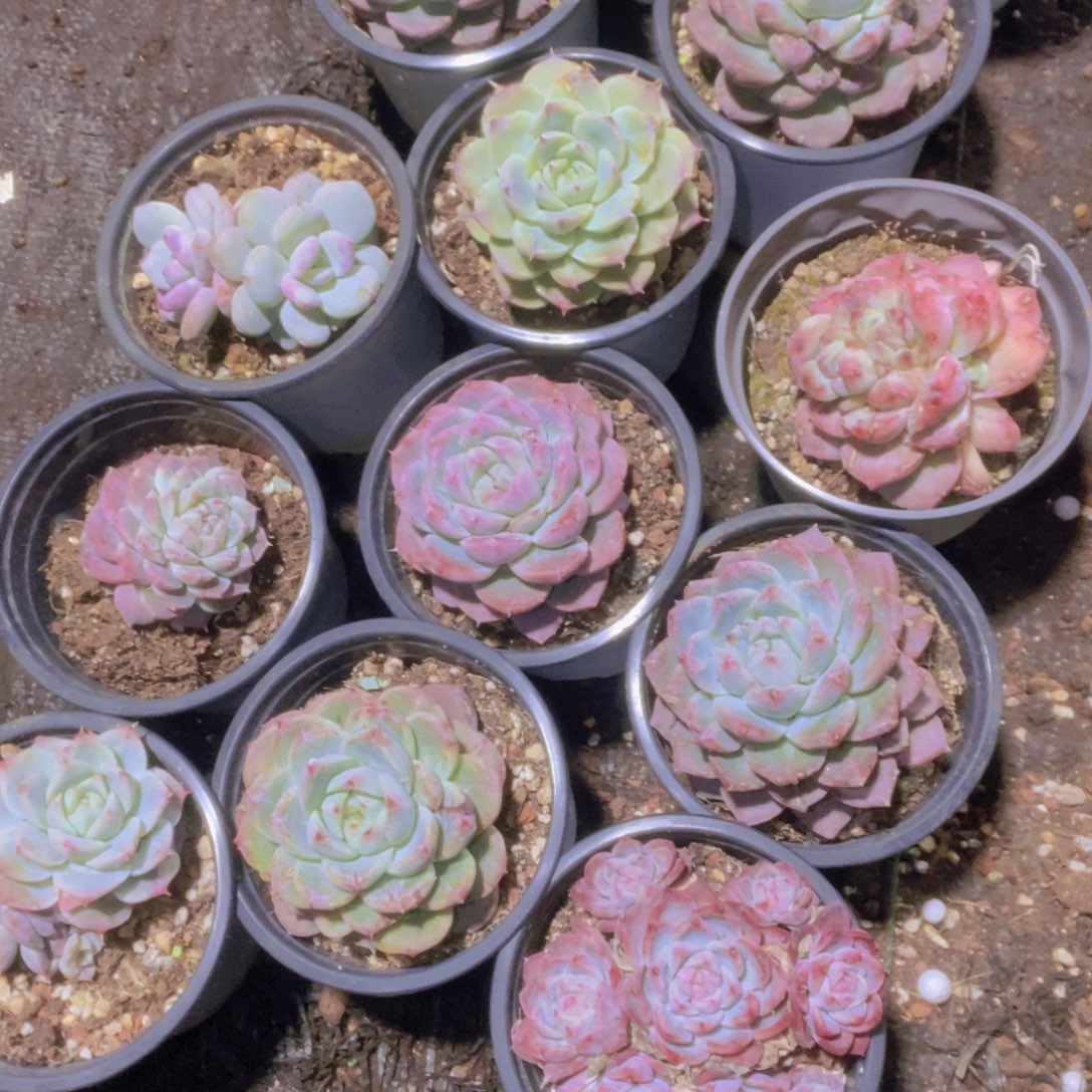 丫***头箱拍一物一拍一单包邮