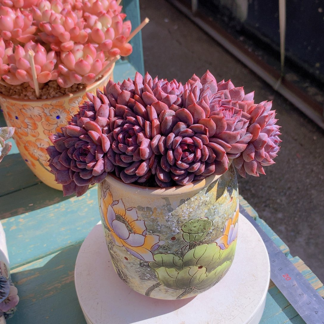 黑曼巴朵朵无砍自然群小树