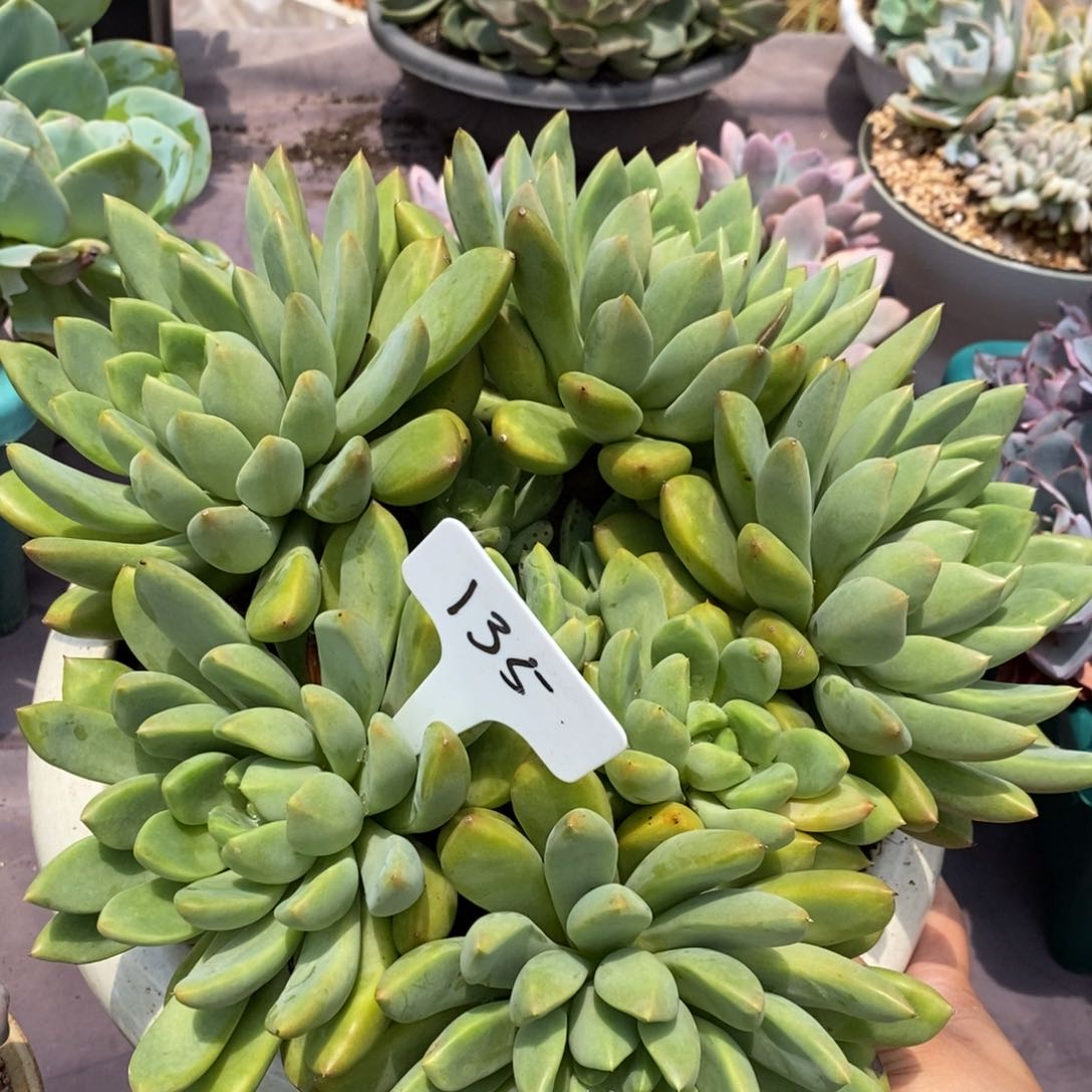 夏悦多肉0805-135象牙