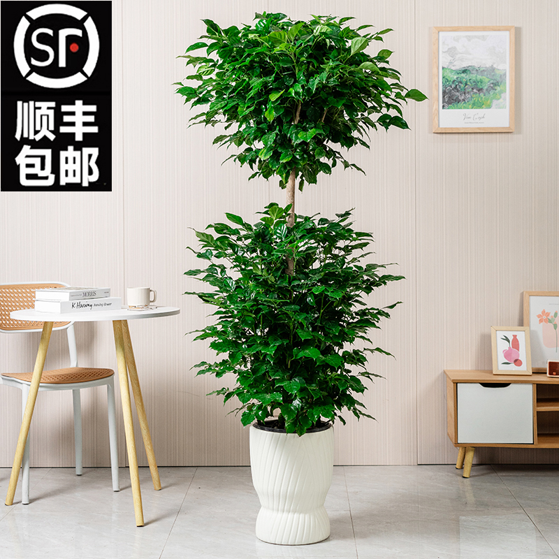 【顺丰送货上门】1.3米-1.5米大2层幸福树绿宝树室内大型绿植盆栽