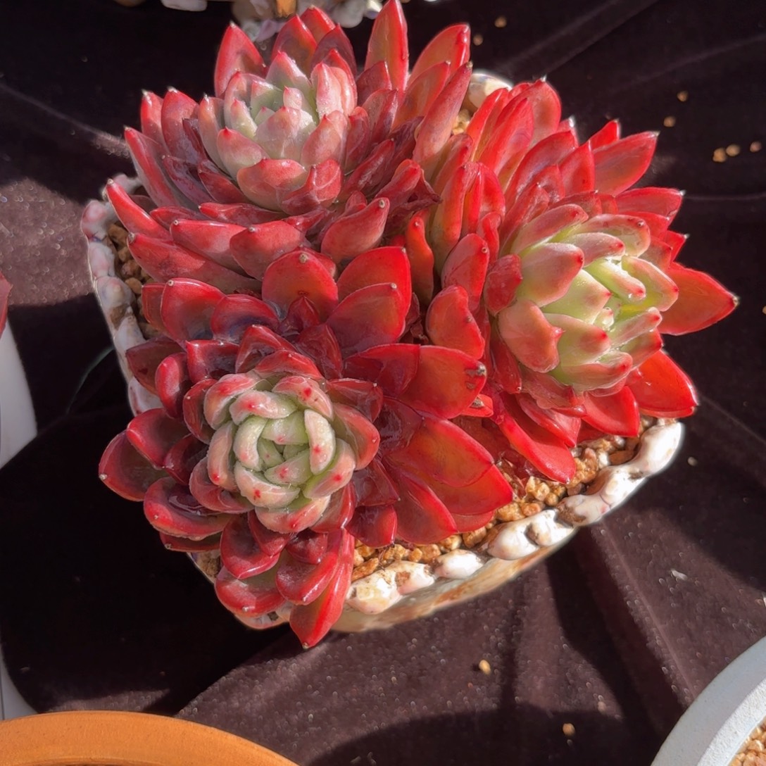 一物一拍，红鸾三头