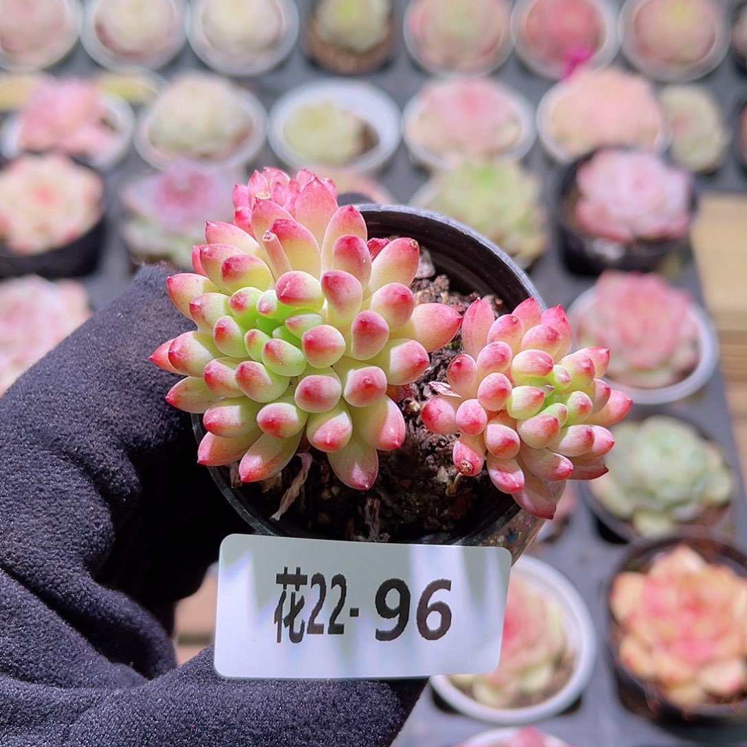 花利美22-96烟花群