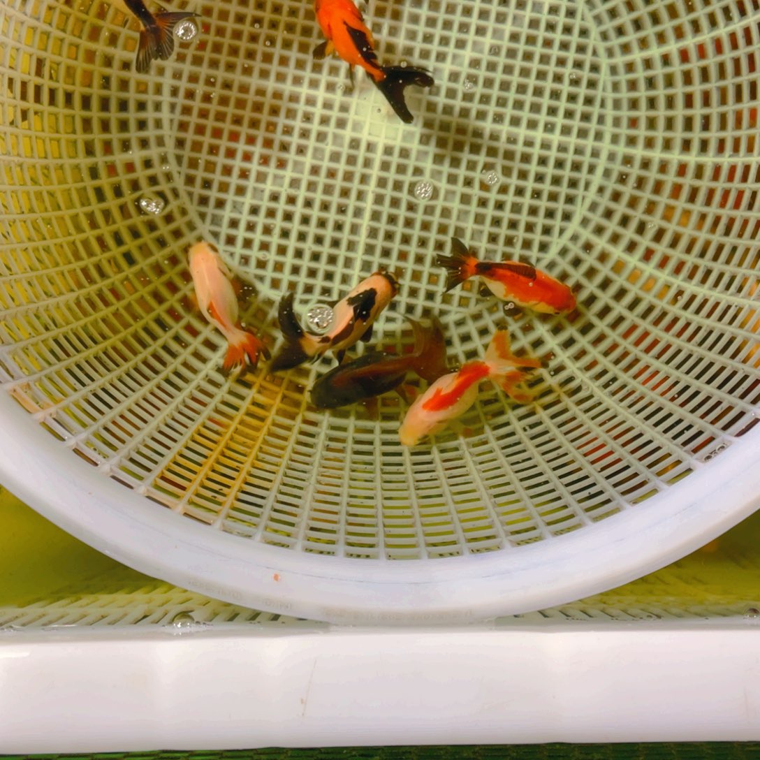 海水鱼花泰狮金鱼11