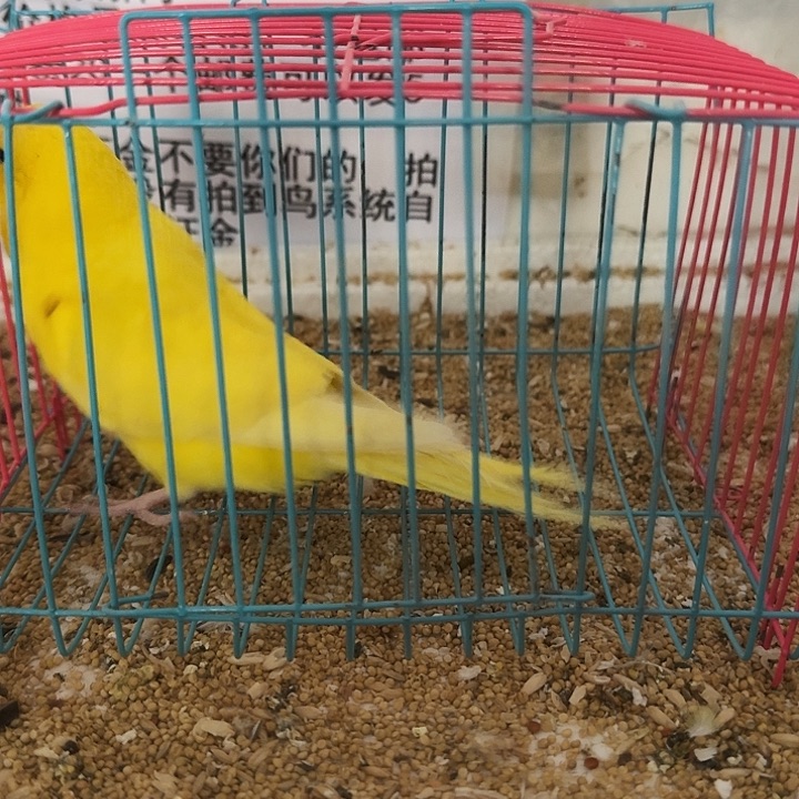 虎皮鹦鹉大头在线