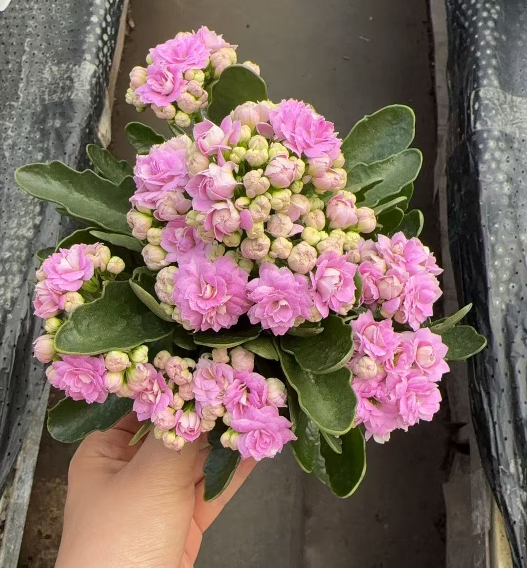 梅尔帝斯-紫云霜昊景130原盆原土