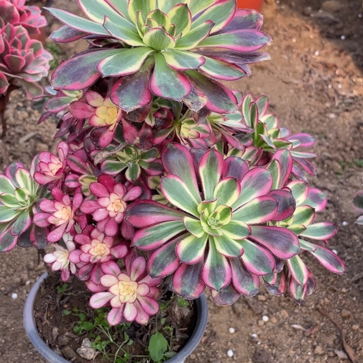 无花朵685冰淇淋对肉植物