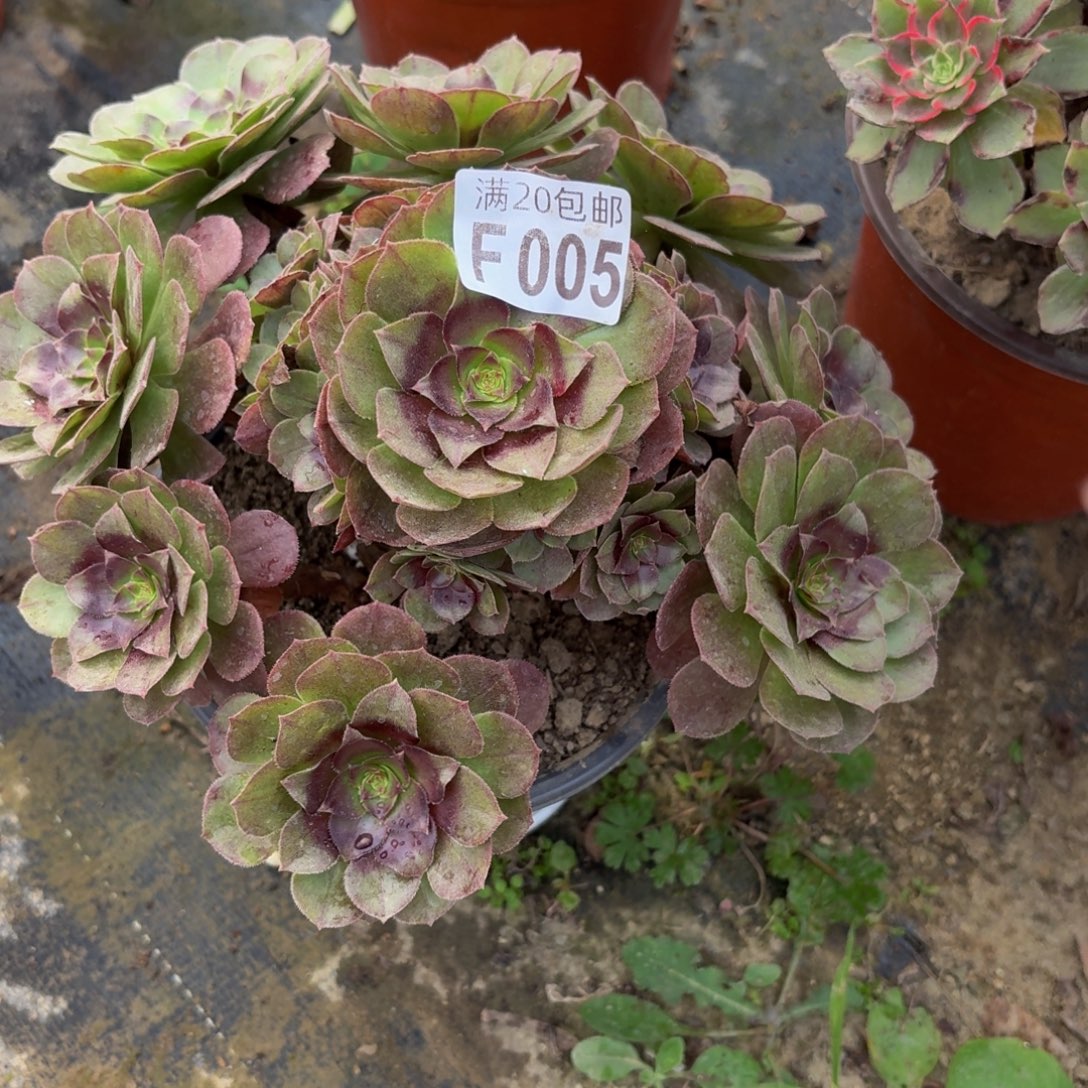 05多肉植物捧花的