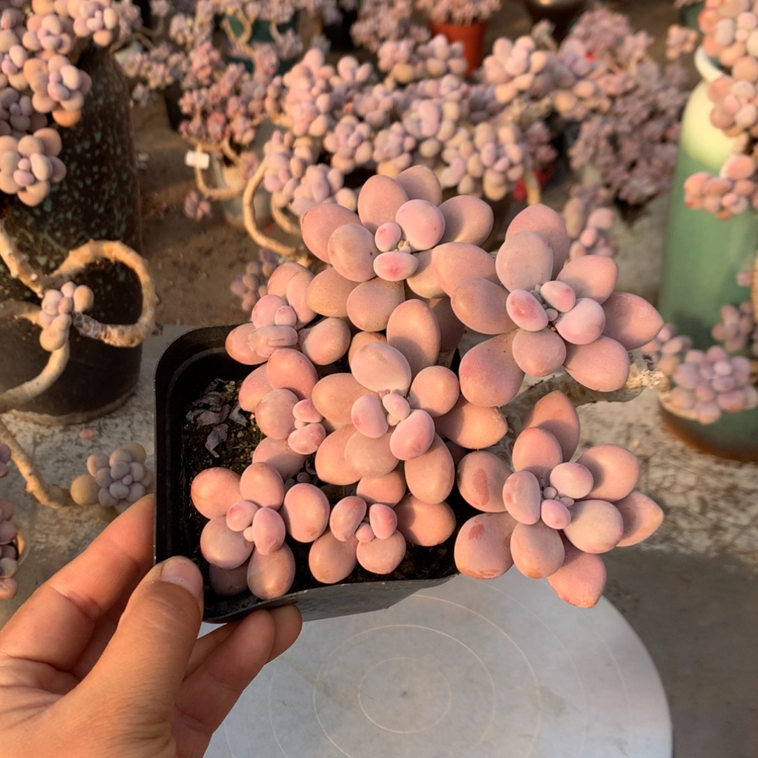 桃蛋老桩不带盆61号