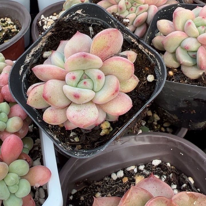 凌雪朵朵量拍多肉植物