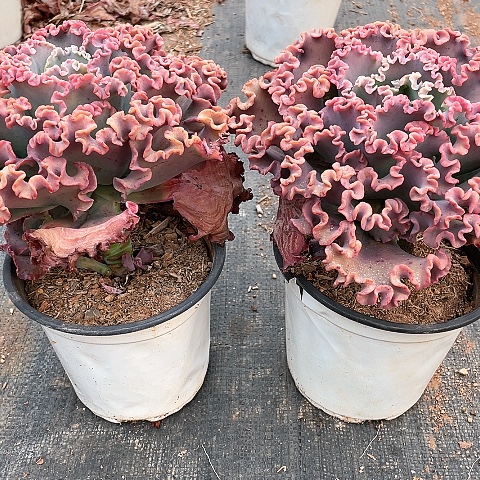 兔*丫9 号包菜系列 2 棵