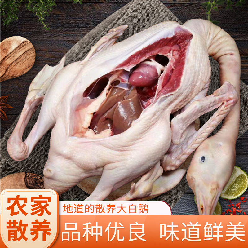 【福利品】农家散养大白鹅，溜达鹅，两只净重8斤左右，带新鲜鹅心鹅肝，特产年货