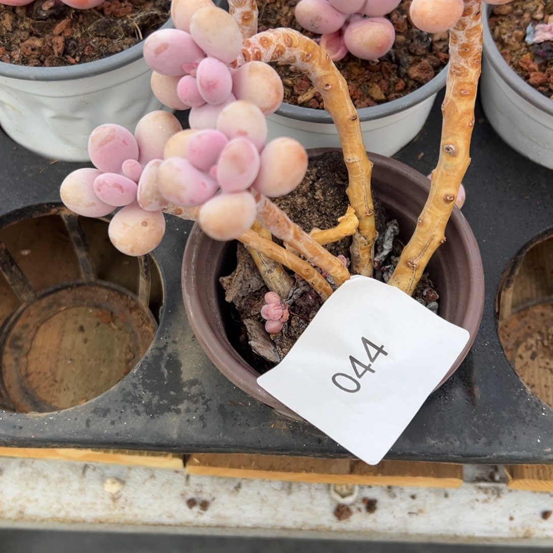 桃蛋多肉。044。    