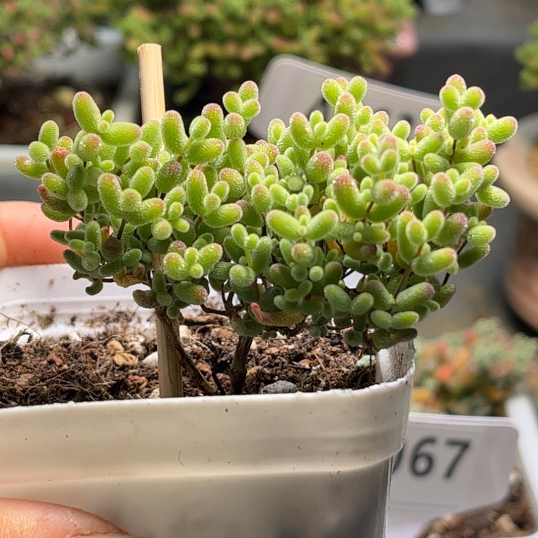 004 蜜桔糖球优选枝干