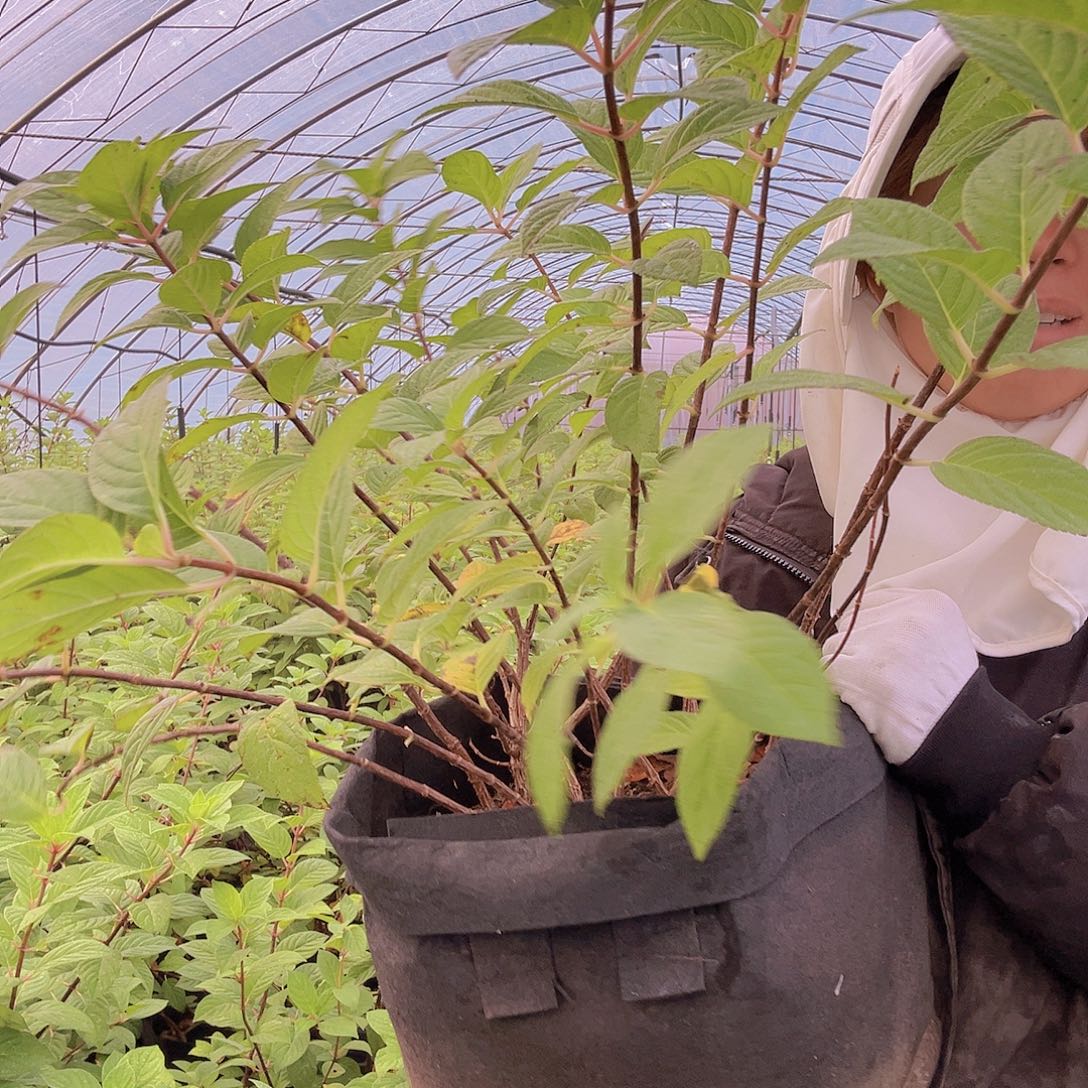 完全开放圣代1274