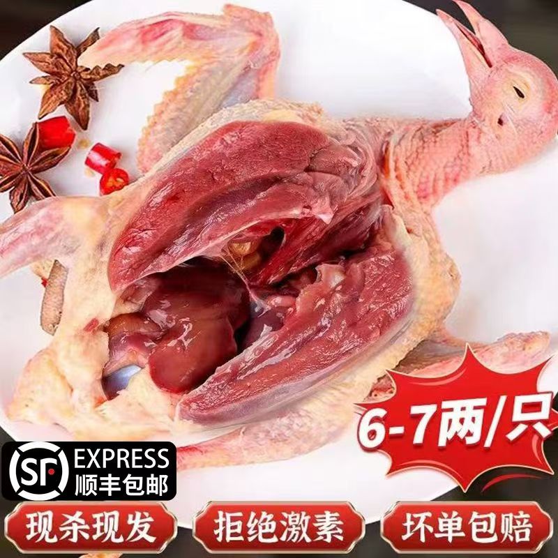 正宗土鸽子买4送1 单只净重6-7两纯粮食喂养农家新鲜宰杀顺丰包邮